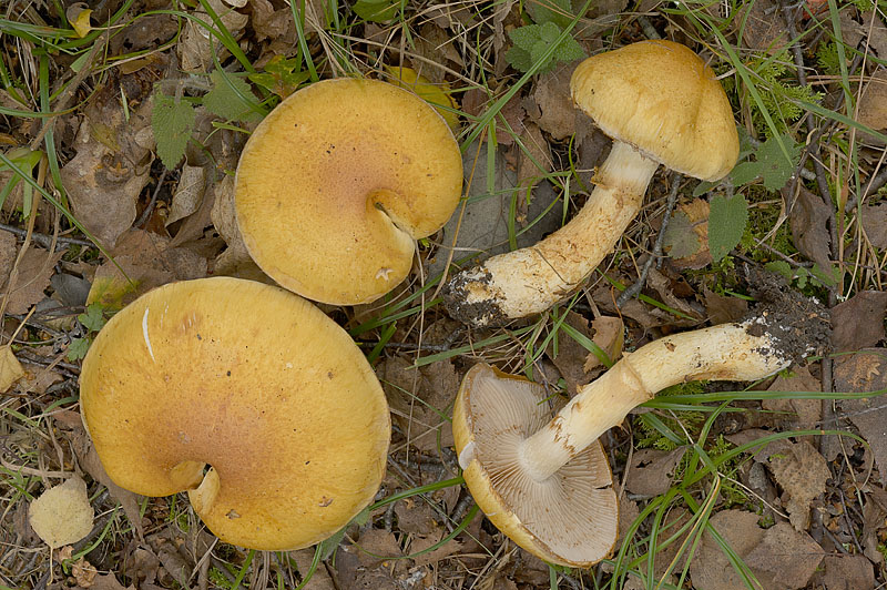 Cortinarius (subgenus Phlegmacium) triumphans